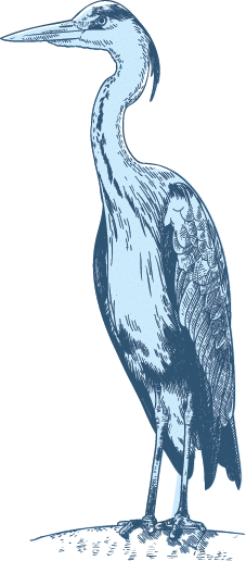 blue heron drawing of bird