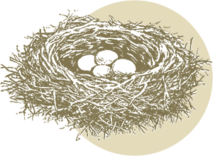 yellow and brown birdnest with 4 eggs