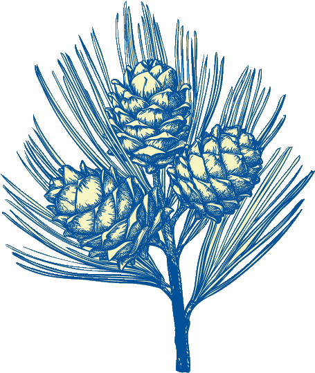 pine cones in blue and yellow on drawing