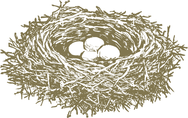 A detailed illustration of a birds nest made of twigs, with four eggs resting inside the center.